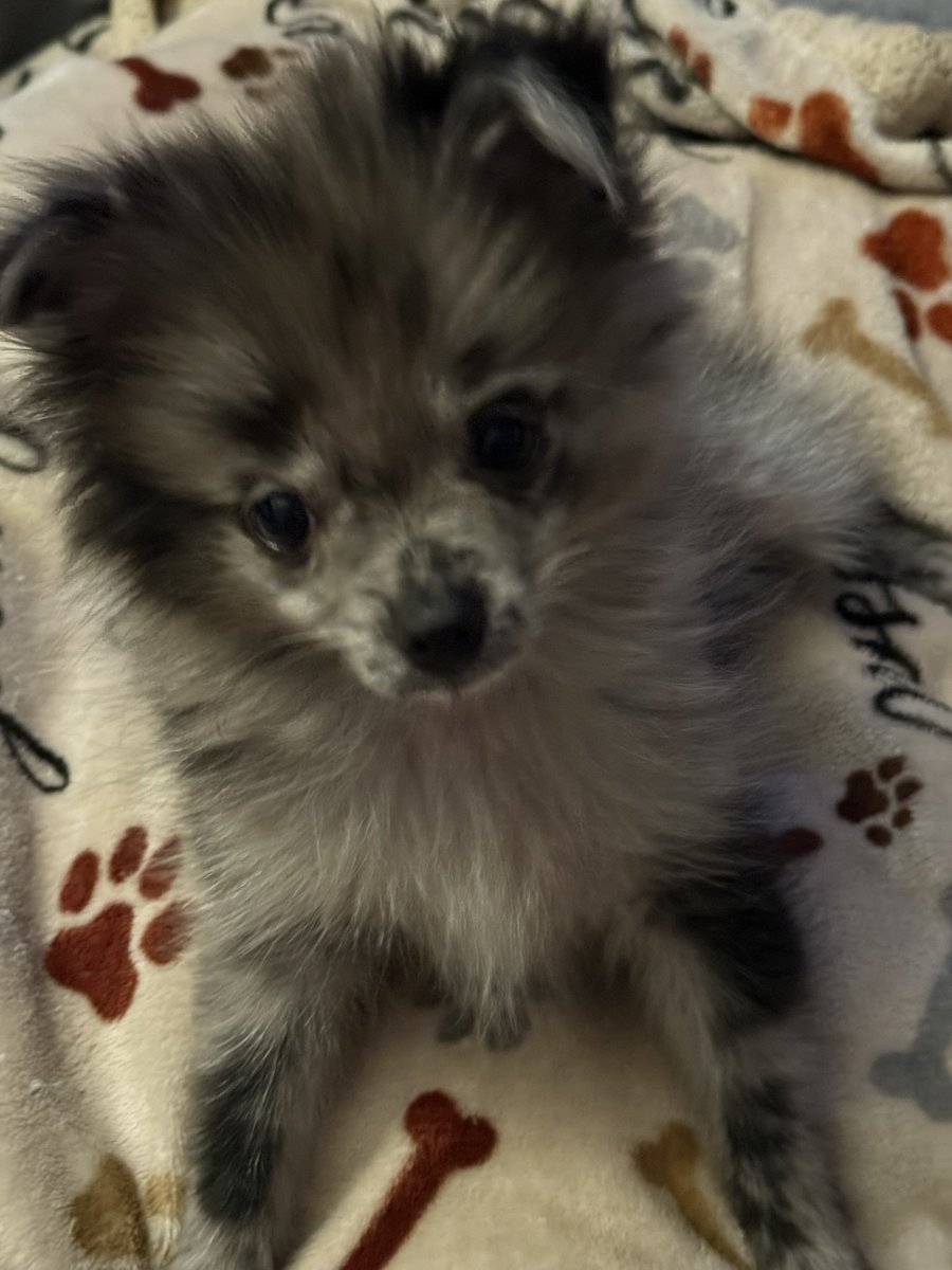 pepe_stormy_bry's tweet image. I have a Pomeranian puppy named Stormy she is three months old 🐶🩷