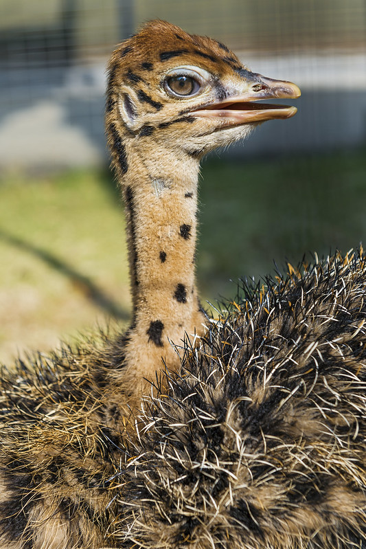 Quick ornitholestes photbash/paintover, these are so fun to make and take so little time

Original photo: flickr.com/photos/tambako/