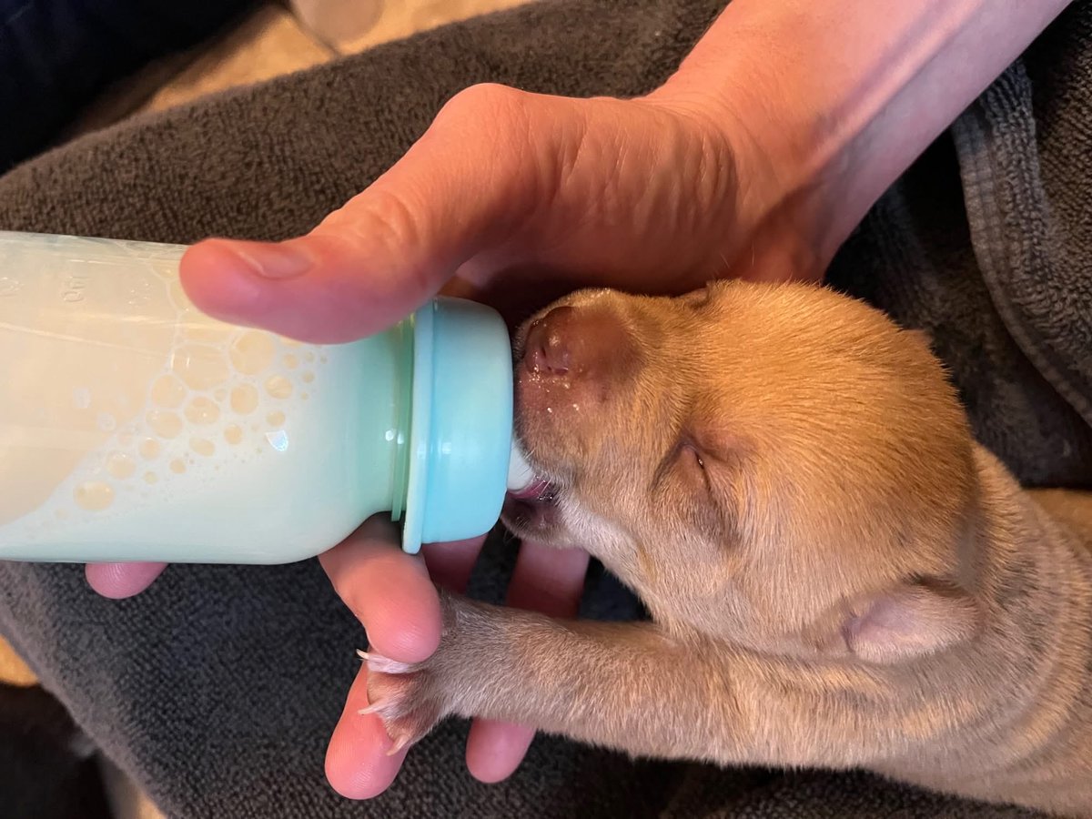 💔 Something went very wrong with momma Nairobi—and it happened fast.

Picked up by animal control two weeks ago in Mamou, Nairobi was taken to the shelter, where it quickly became clear she was in labor. Thankfully, one of the shelter’s dedicated volunteers’ moms stepped up.