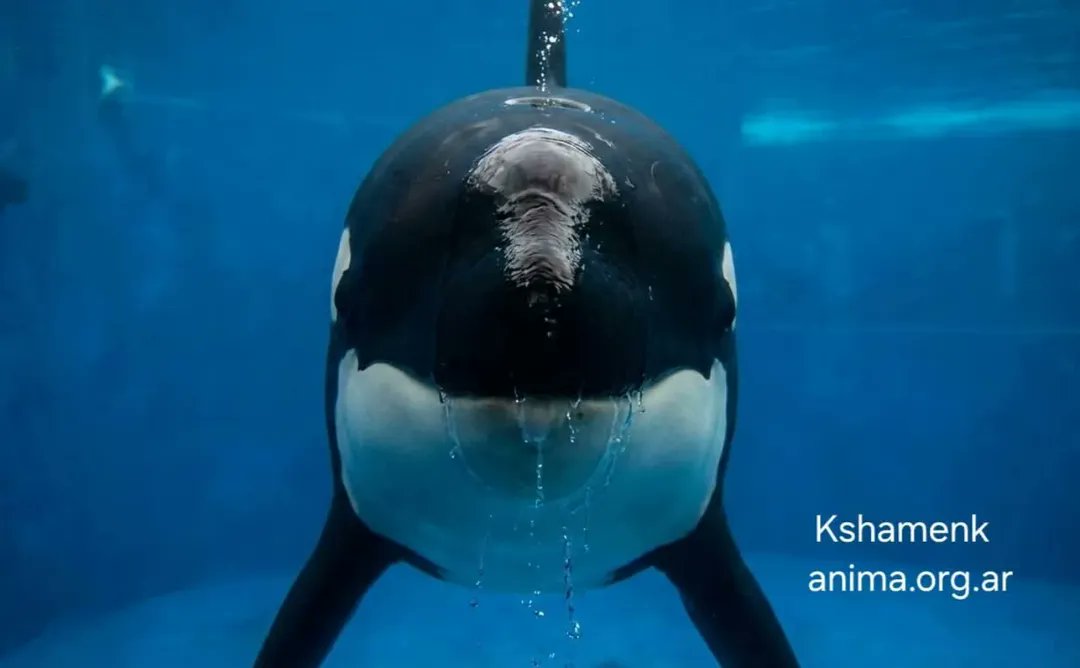 AdreRegina's tweet photo. #Repost @anima_org
Alterum non laedere –  Kshamenk como Otro, por Graciela Regina Adre, Ediciones Ánima, Febrero 2026. 

Acceso libre en:
https://t.co/LJyEbQnJxE

#liberacionanimal
#antiespecismo
#DerechoAnimal
#DerechosAnimales https://t.co/1S82ymbyCB