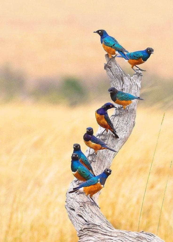 huyenmi9456's tweet image. A little peace for us to pause beside each other for a brief instant, where all boundaries disappear, where hearts find empathy. That alone is enough to make the world a gentle place. 
                 💚🩵💙
      Peaceful Moments! 

#SilentMoments
#Souls
#Together