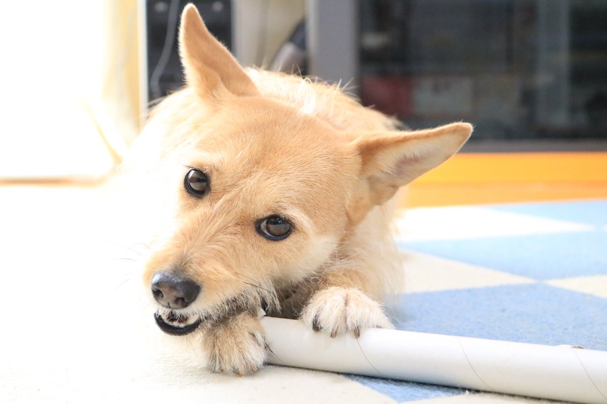 犬ちゃん (@dogchan1010) / Posts / X