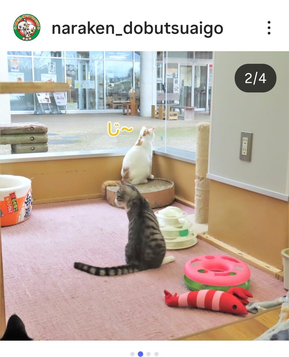 Natuuri98's tweet photo. 奈良県動物愛護センターで幸せになるのを待ってるハヤブサ君です。
目も開いてない時からお世話した子が残ってます
良かったら家族になって貰えませんか？
穏やかな性格のハヤブサ君です
センターも暮らしやすいけど春に新しい子が来るまでに今の子達が幸せになって貰いたいお世話係です😿 https://t.co/j3jAvtyvN7