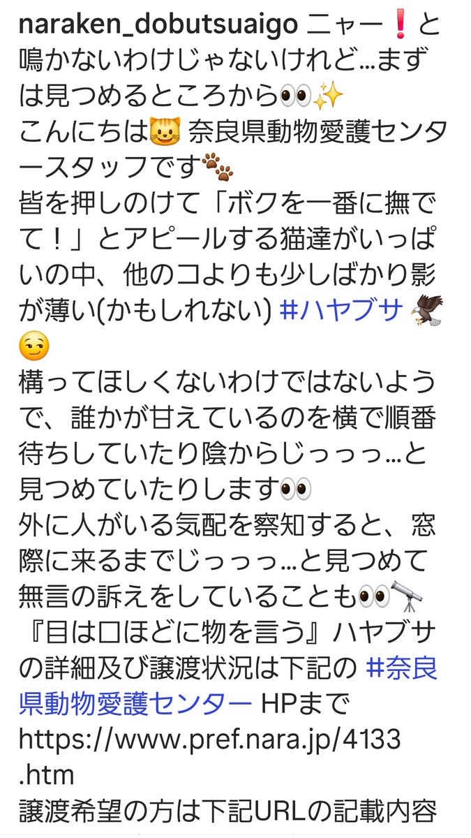 奈良県動物愛護センターで幸せになるのを待ってるハヤブサ君です。
目も開いてない時からお世話した子が残ってます
良かったら家族になって貰えませんか？
穏やかな性格のハヤブサ君です
センターも暮らしやすいけど春に新しい子が来るまでに今の子達が幸せになって貰いたいお世話係です😿