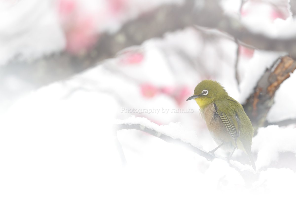 MIM_ramuko's tweet photo. “春の眠り”
雪積もる紅梅の木で寛ぐメジロ
#メジロ
#JapaneseWhiteEye
#野鳥観察 #野鳥 #自然 #bards
#birdphotography https://t.co/QpZzOTmhwh