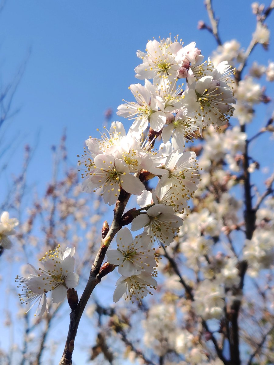 庭でサクランボの花が咲いておる。