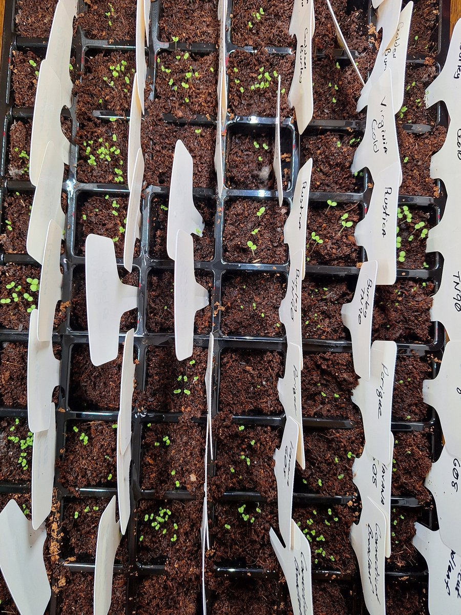 I have sprouts for all of the varieties of tobacco seed I planted.