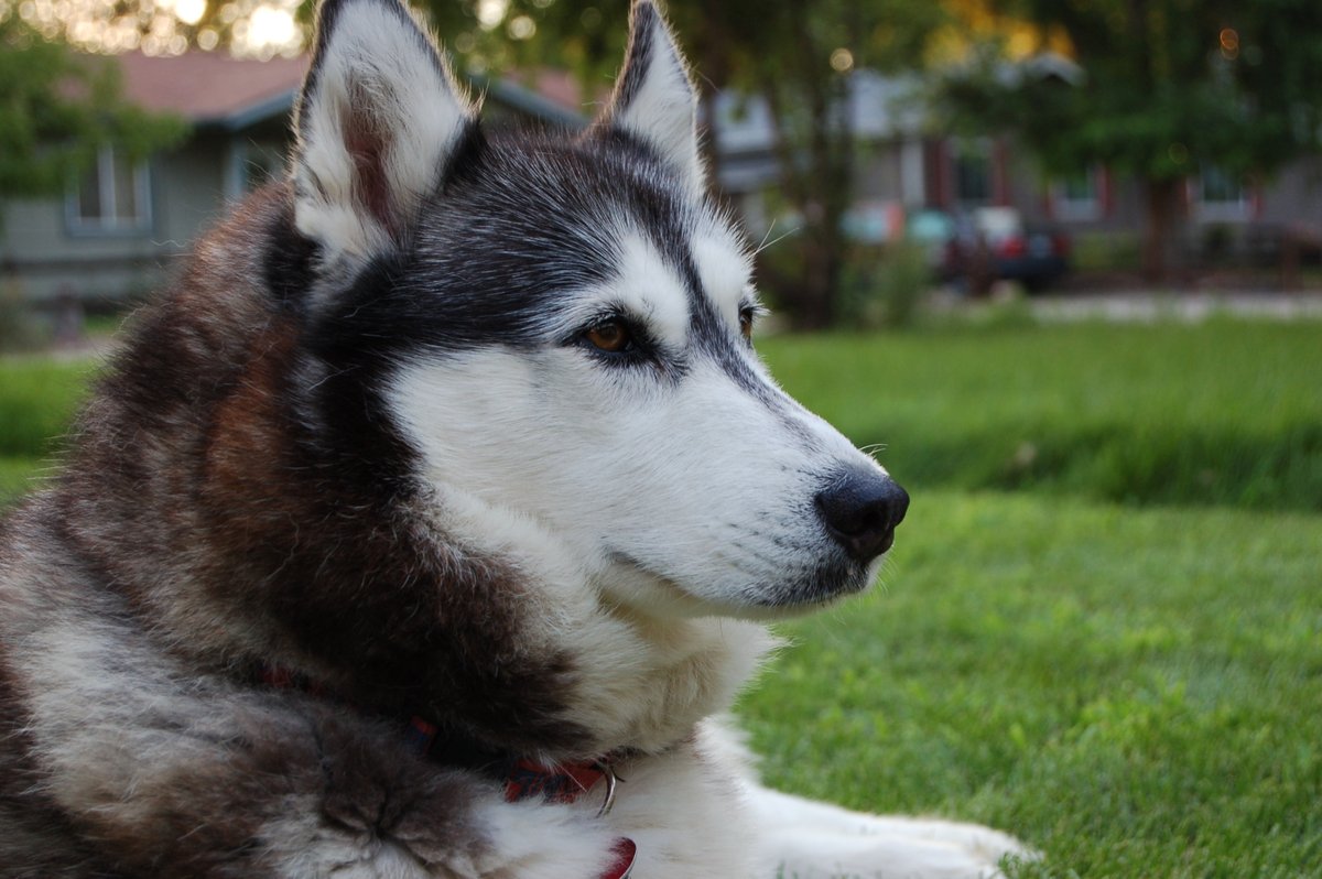 John Olson tweet media