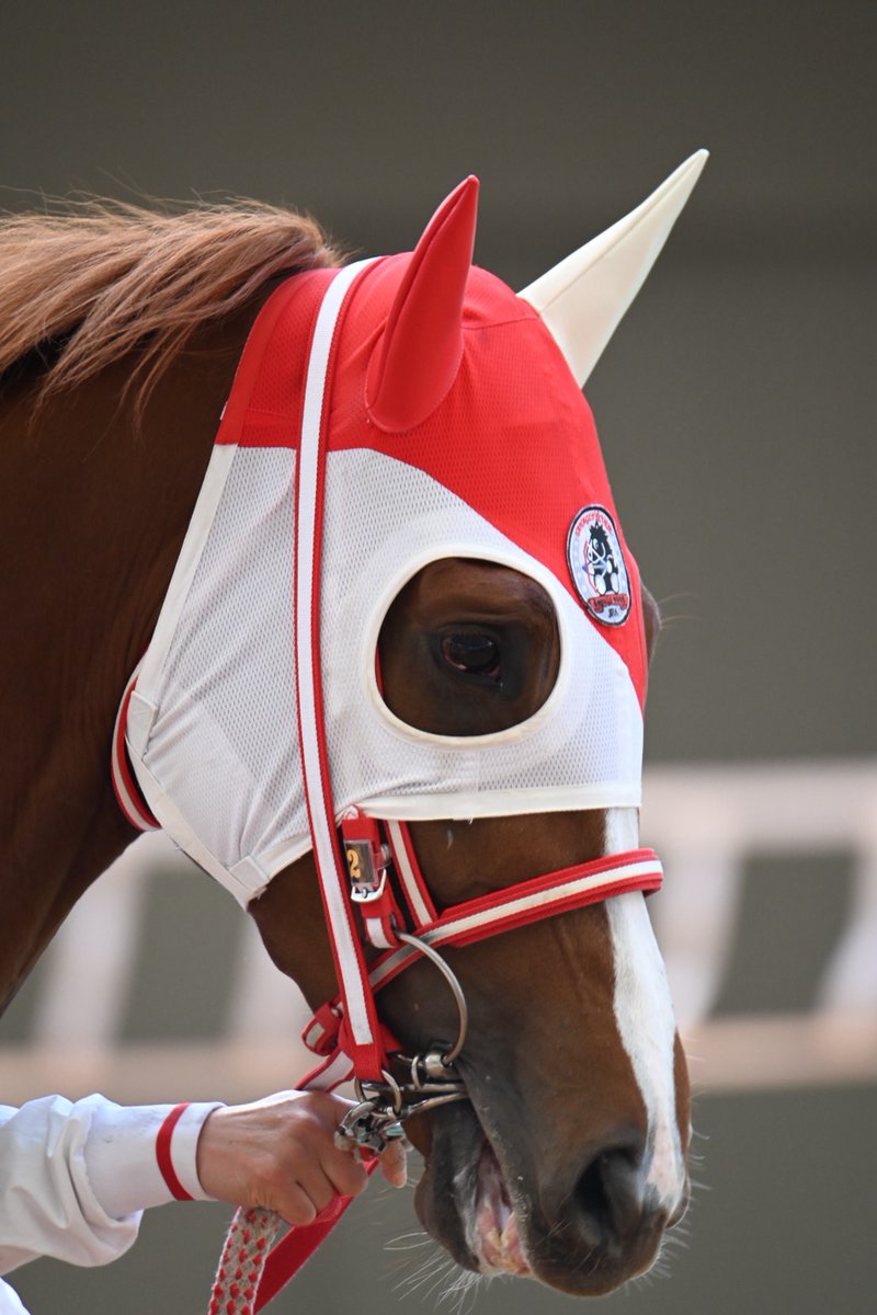 スペシャルウィーク血族馬 阪神2R 3歳未 ➁ホウオウモチーヴ🏇📷 ⑪