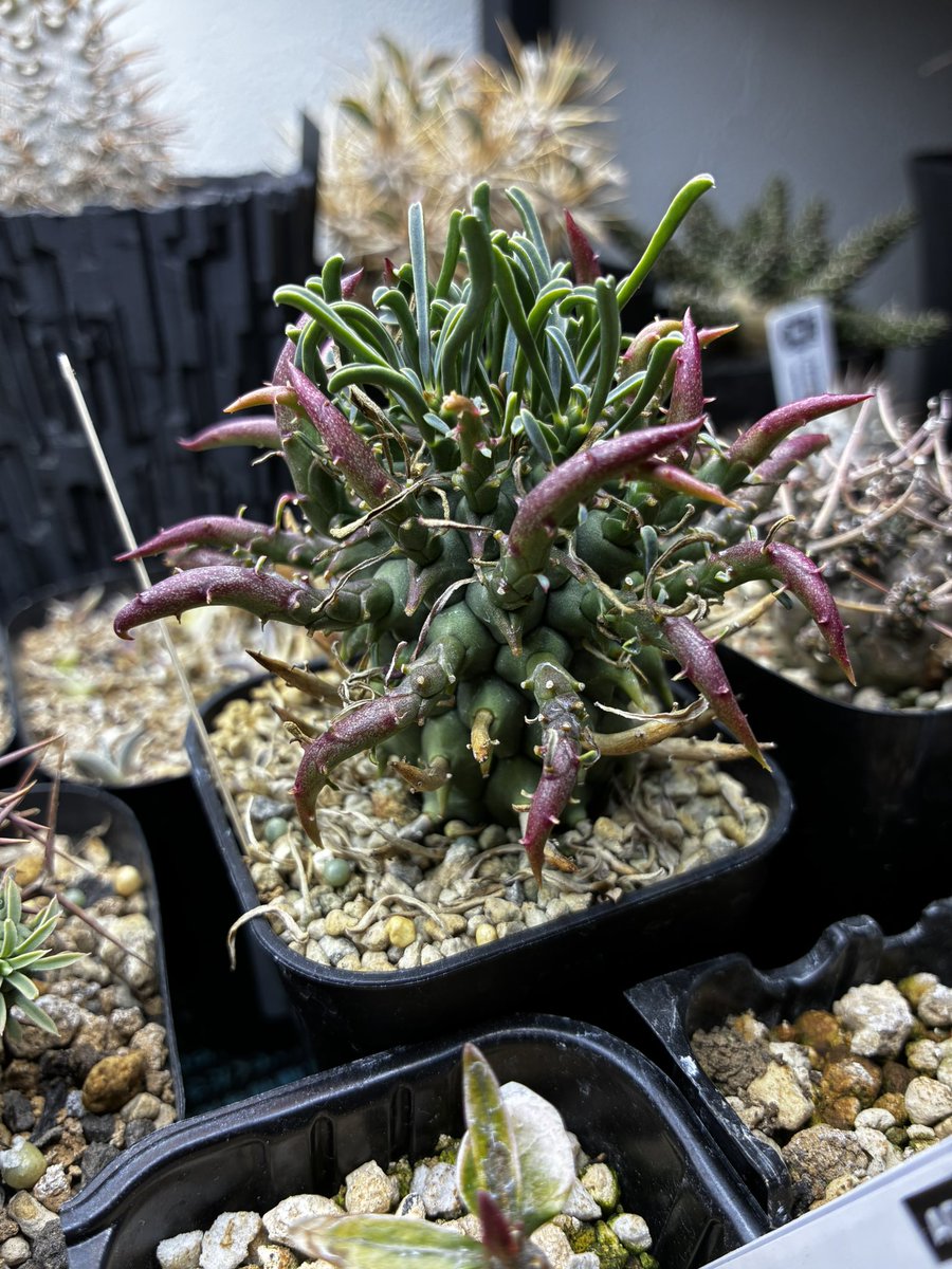 純血にして熱血のアガベラバー ハイドロ・ベアルートメリクロン・オンザゼオライト tweet media