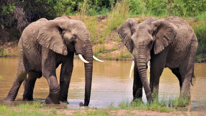 mocha342013's tweet photo. Art of the Day! "Elephant At The Waterhole". Buy at: https://t.co/DMedpXASlT https://t.co/G5qbE3ubOy