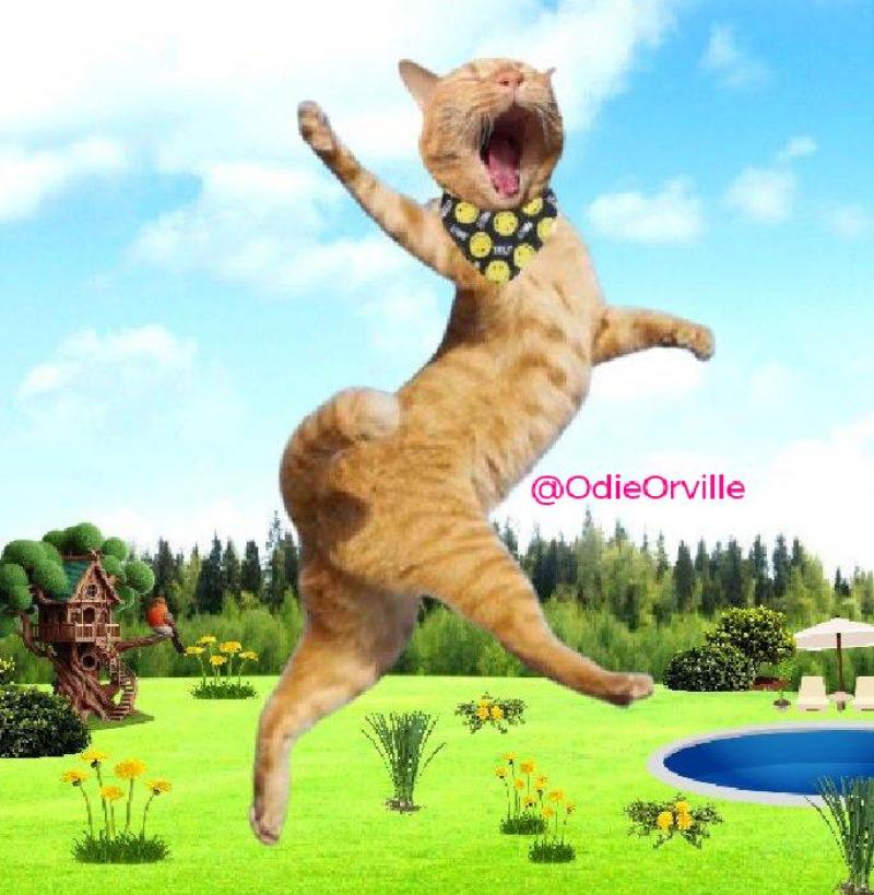 THE Odie Bob Orville 😺 tweet media