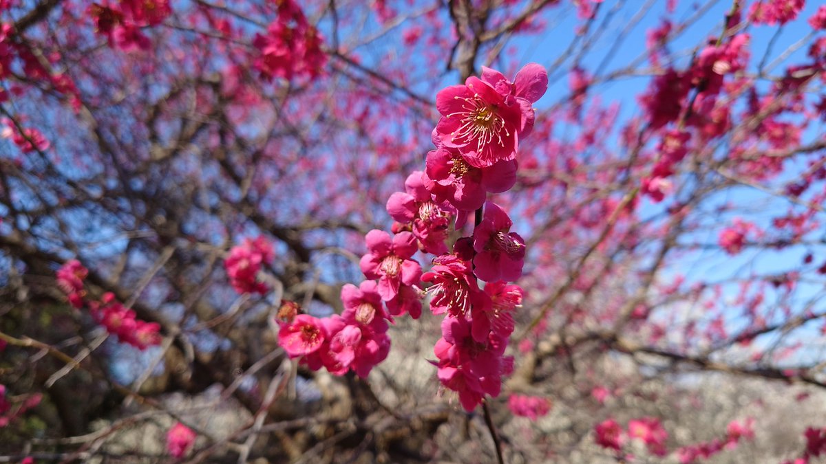kaz77607's tweet photo. 眼科の待ち時間の間に近場を散歩(^o^)
梅園公園の梅が綺麗です！
もう春が近いですね😄
#梅園公園 https://t.co/ACyH5ukTpE