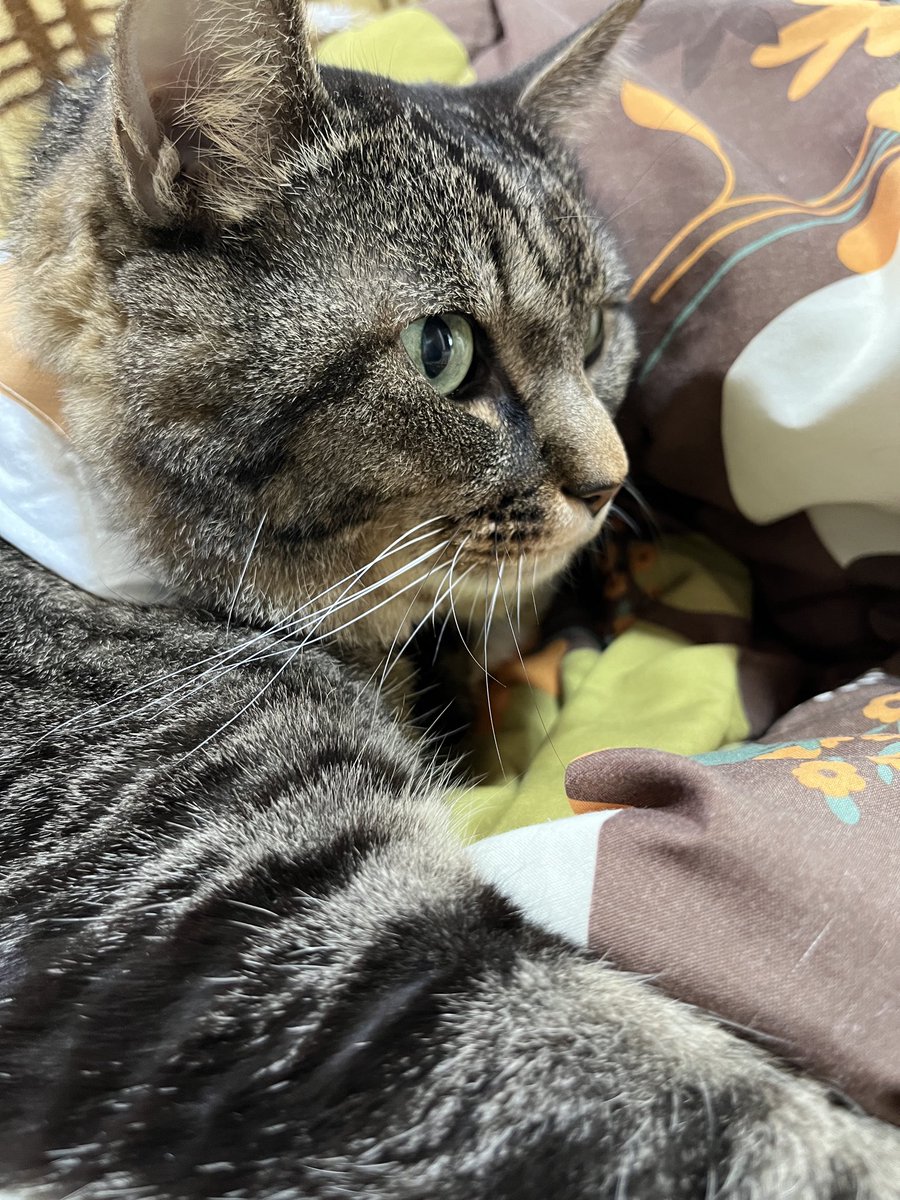 ねこじま まめたろう (@nekojima_22) / Posts / X