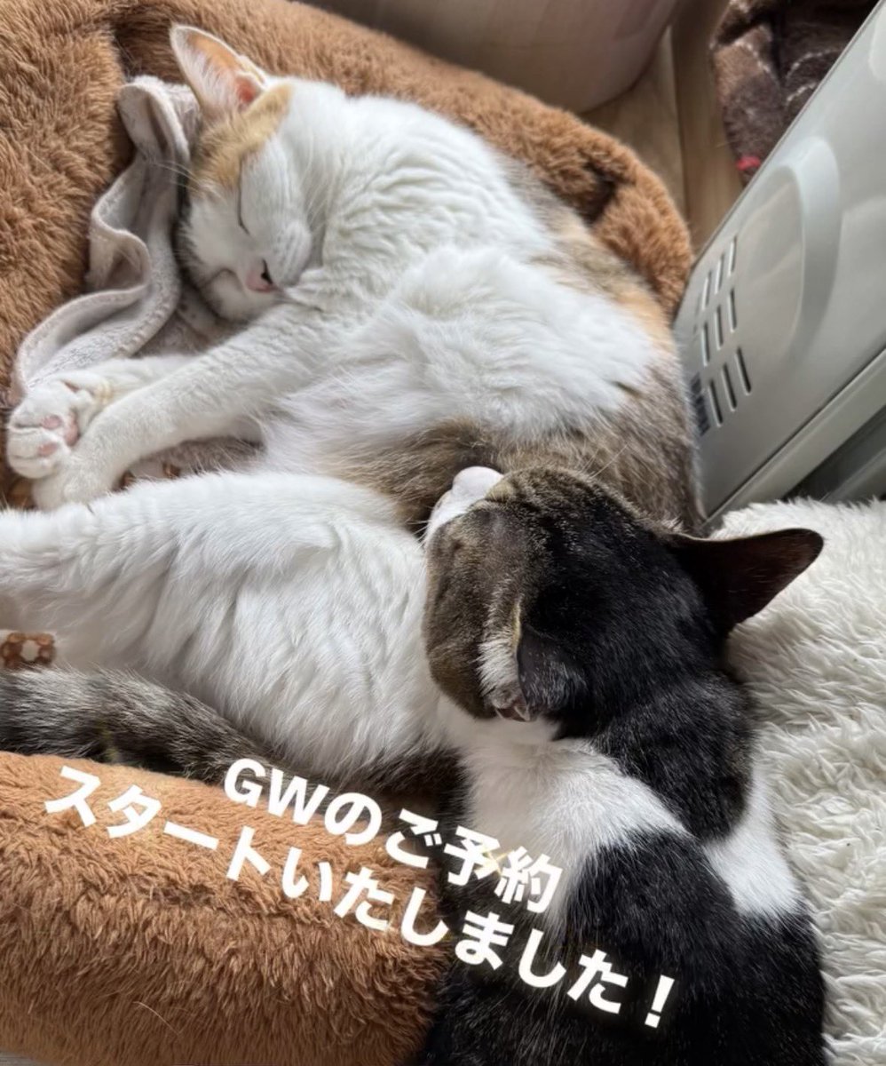 キャットシッターりあん (@catsitterLien) / Posts / X