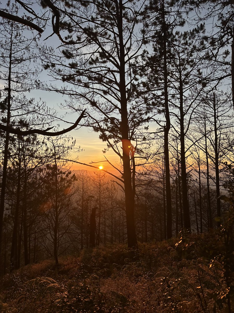 micah ditoy tweet media