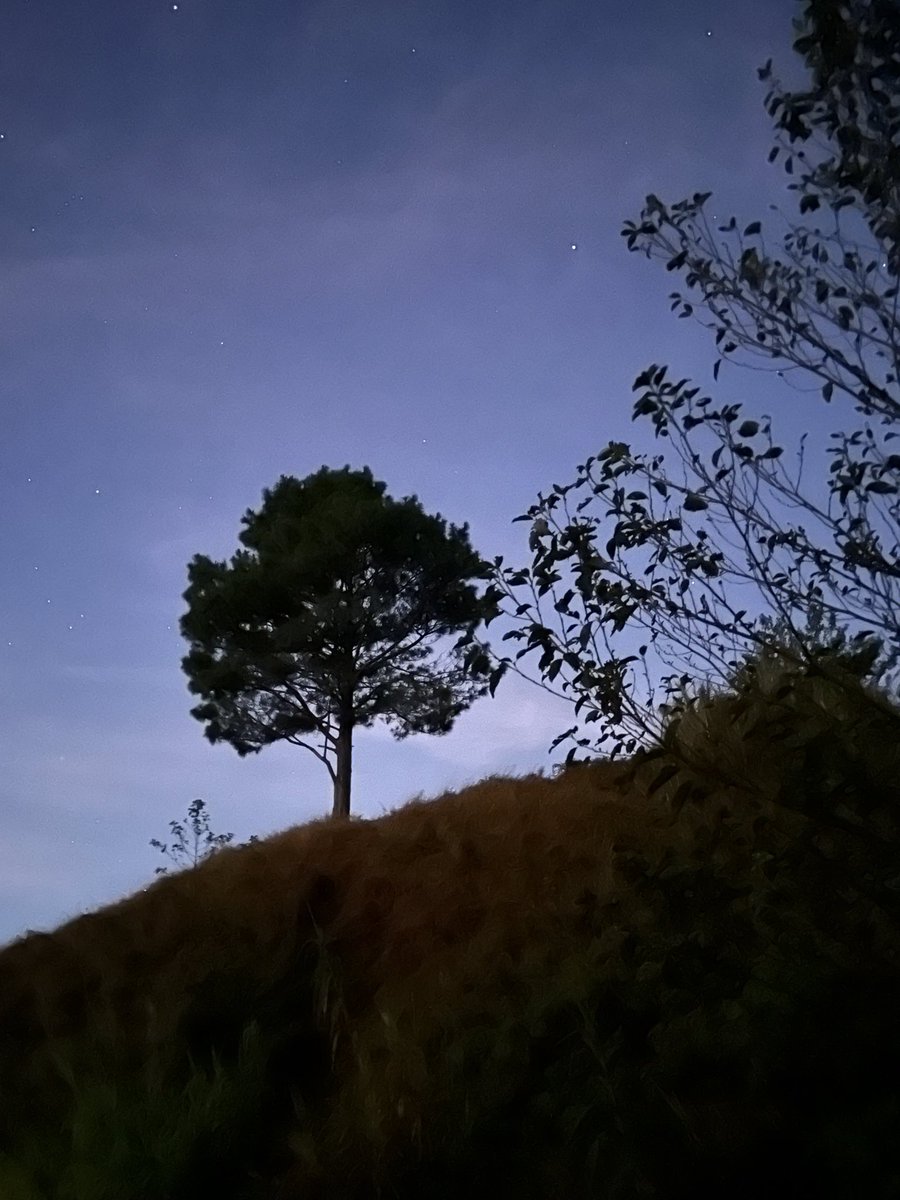 micah ditoy tweet media