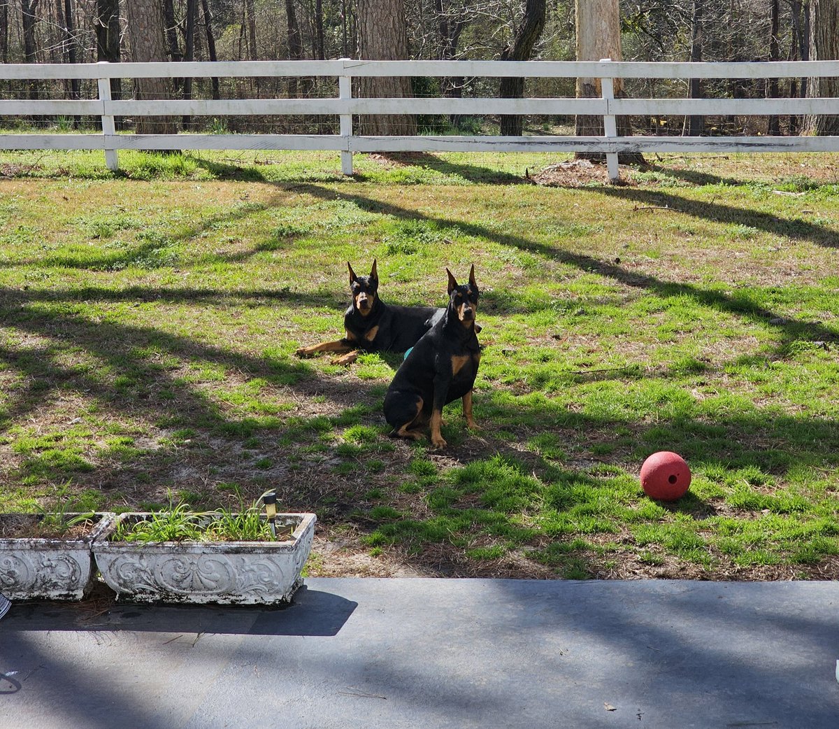 debbiewburke's tweet photo. Pups loving this weather https://t.co/3yDzOrorY3
