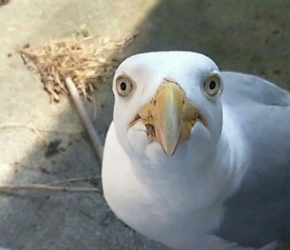 birds aren't real tweet media