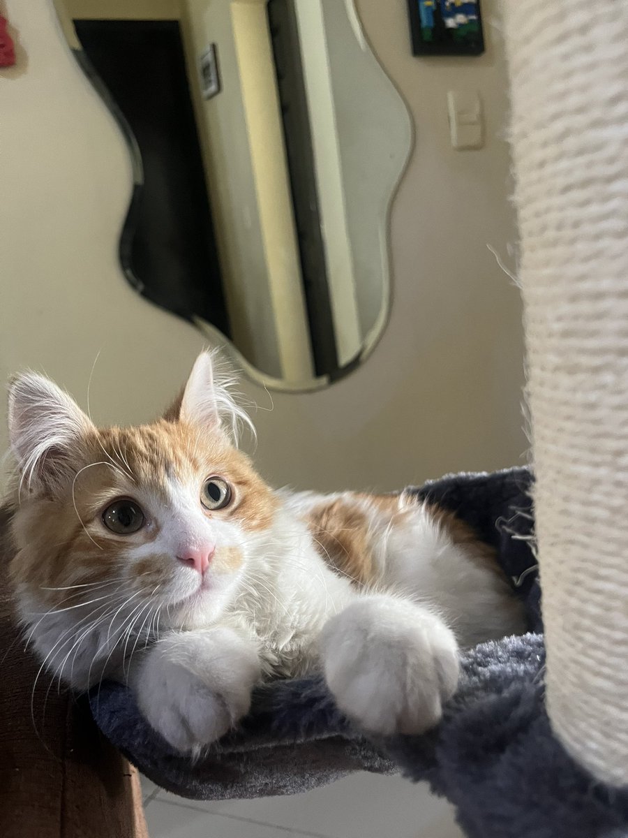 #Salvameradio Como quisiera estar como Simba Misifuso Segundo, en un viajezote con este especial de progresivo italiano 😵‍💫. saludos a todos! <a href="/El_Gasper/">Gasper</a> <a href="/elwarpig/">WARpig</a> #Salvationarmy Seguramente no va a sonar Su Di Noi con Pupo verdad?