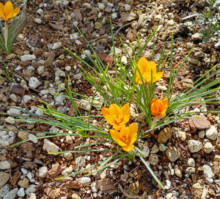 続々と咲いてきてくれています。 嬉しいな☺️ #クロッカス