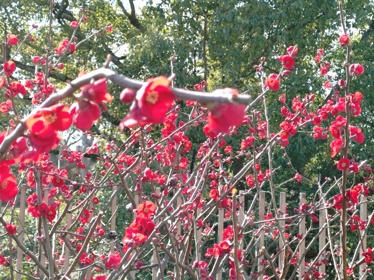 Post by えっくす on X: 今日のお花 木瓜