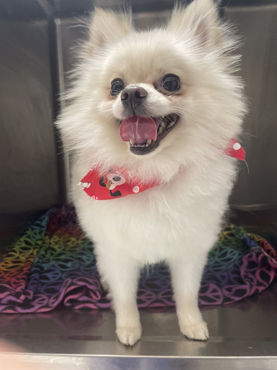 I might pick Pombon, because thats literally Churro 🥹