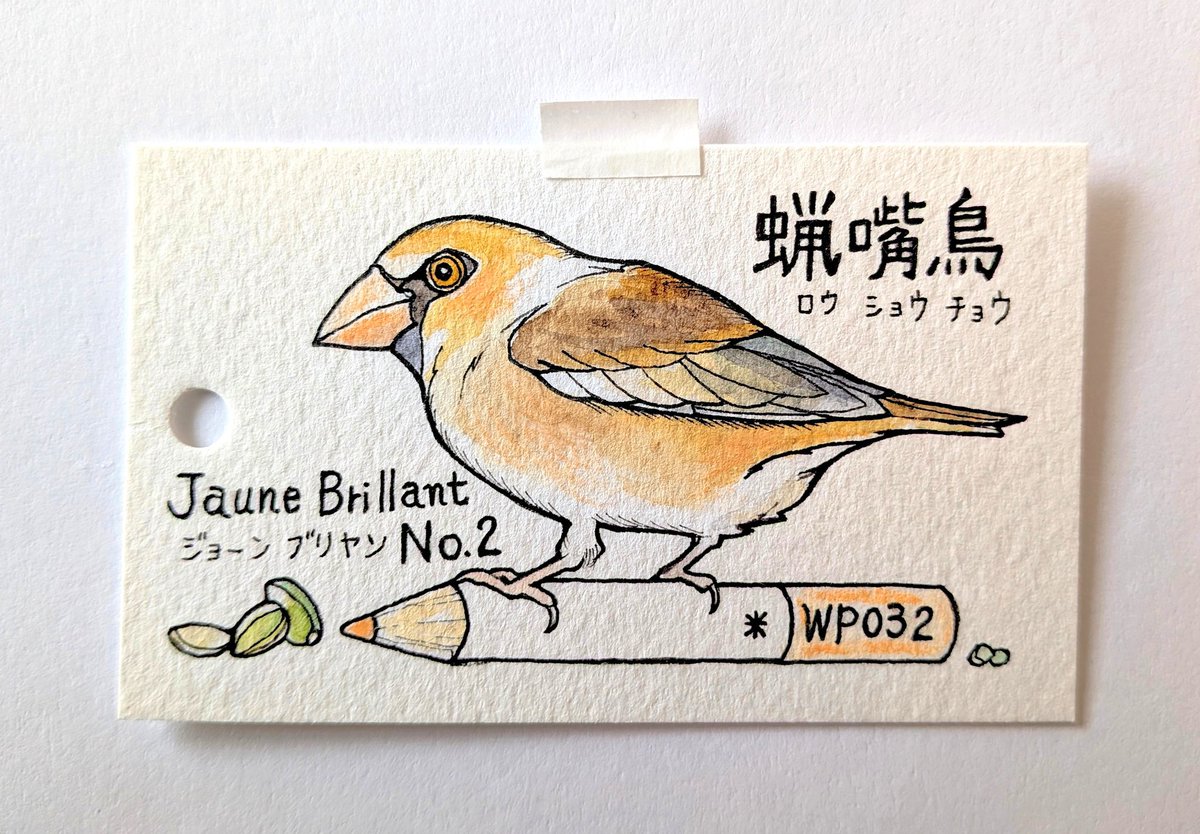 ホルベイン 水彩色鉛筆24色セットで 鳥を描くシリーズ🎨🖍️ 紙はmuse
