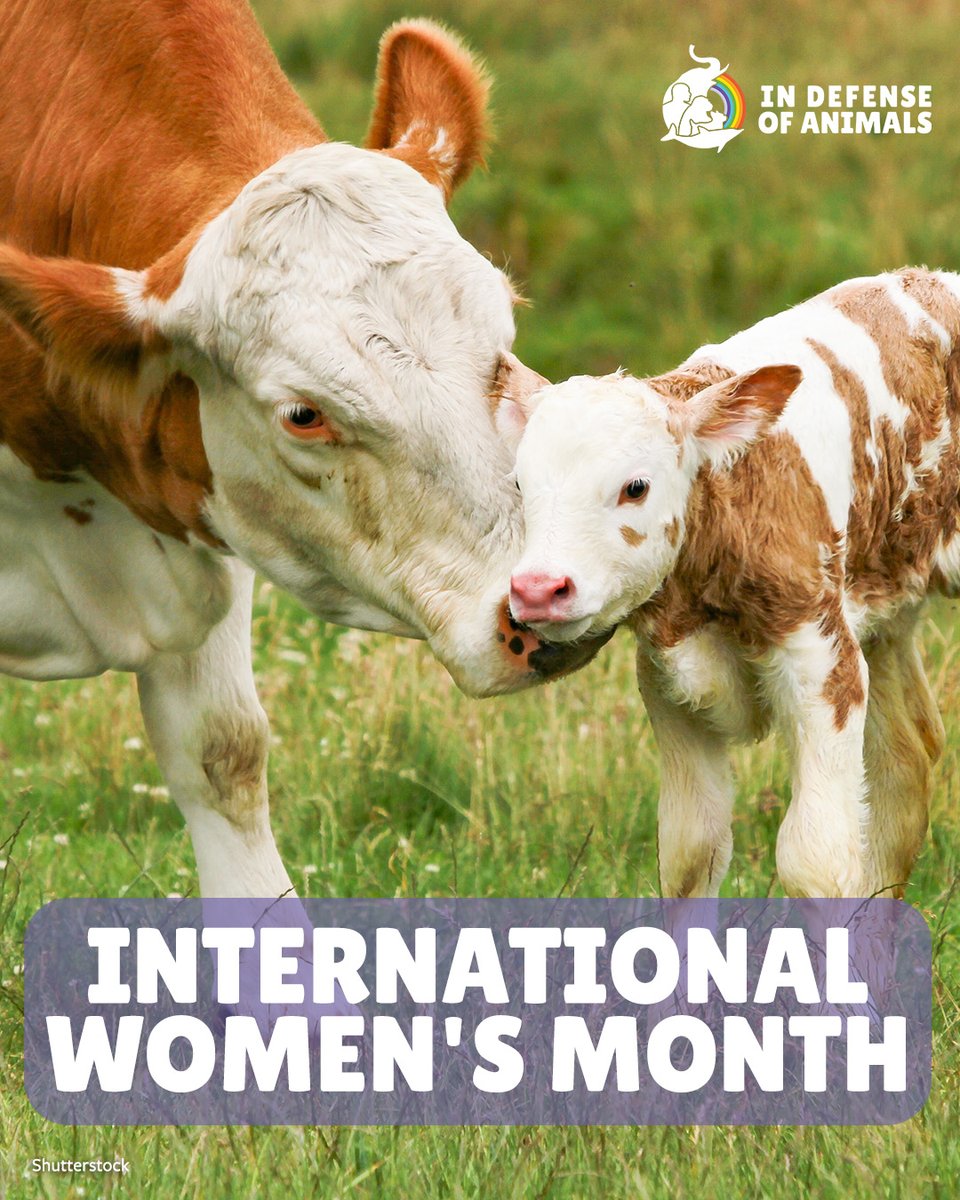IDAUSA's tweet image. This #InternationalWomensMonth, we amplify the struggles of nonhuman female animals. Check out our resources all month, take action to defend mothers &amp;amp; their young, &amp;amp; join a vital online event with powerful women leaders for #AnimalRights. #Vegan
More: bit.ly/4u1DDfP
RT