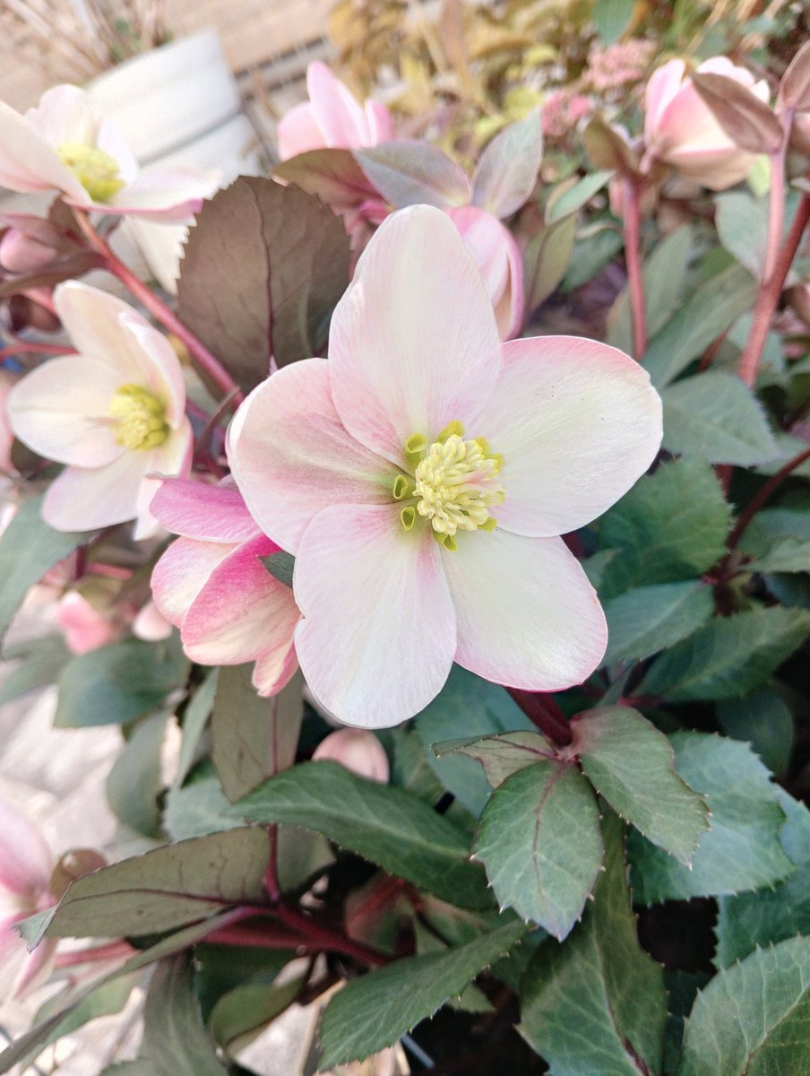 気づいたらめっちゃ咲いてた✨ #クリスマスローズ