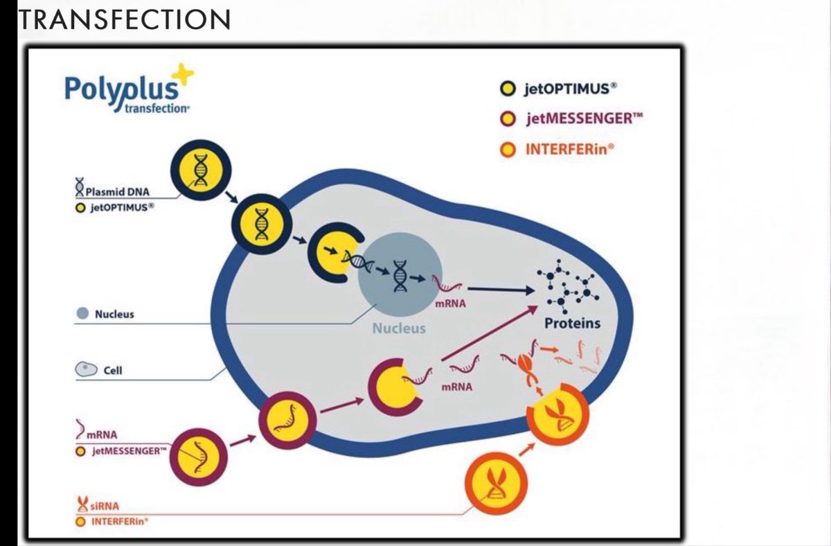 <a href="/Fa21519230/">The Eagle flies free</a>