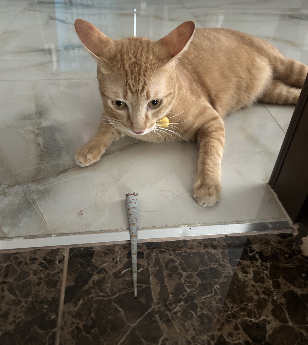 ขอบคุนนะแต่ทีหลังไม่ต้อง หางอยุ่นี่แล้วตัวมันอยู่ไหน😭