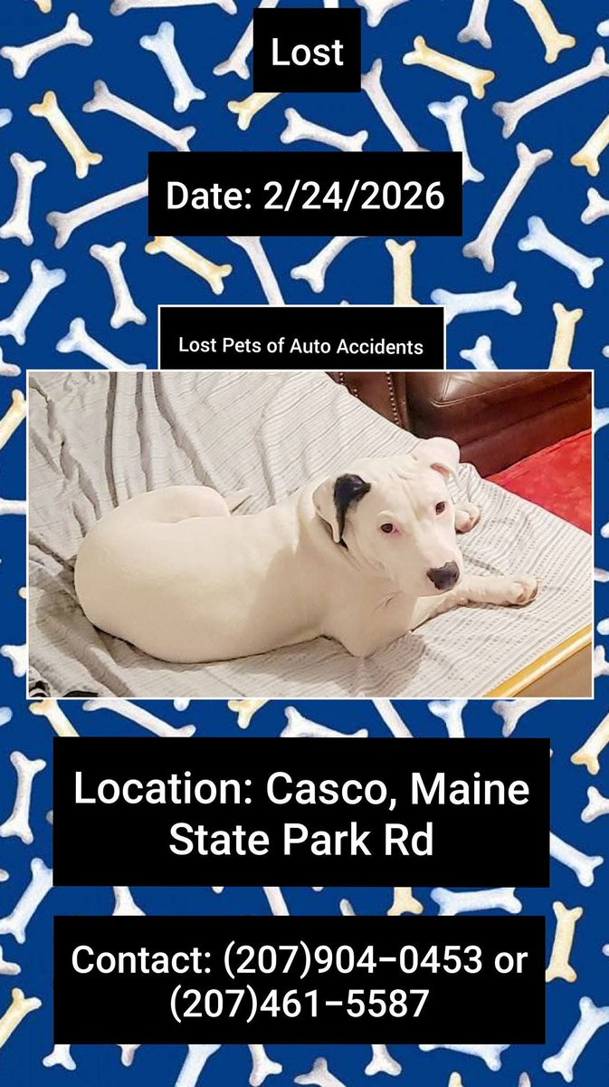 Hooch was involved in a car accident, jumped out of the car and took off
2/24/26
#Casco #Maine
State Park Rd area
Male
White/Black spots on ear
Wearing Black collar
Please contact (207)904-0453 or (207)461-5587 w any sightings or information
buff.ly/GxIrk4Y #ME #Lostdog