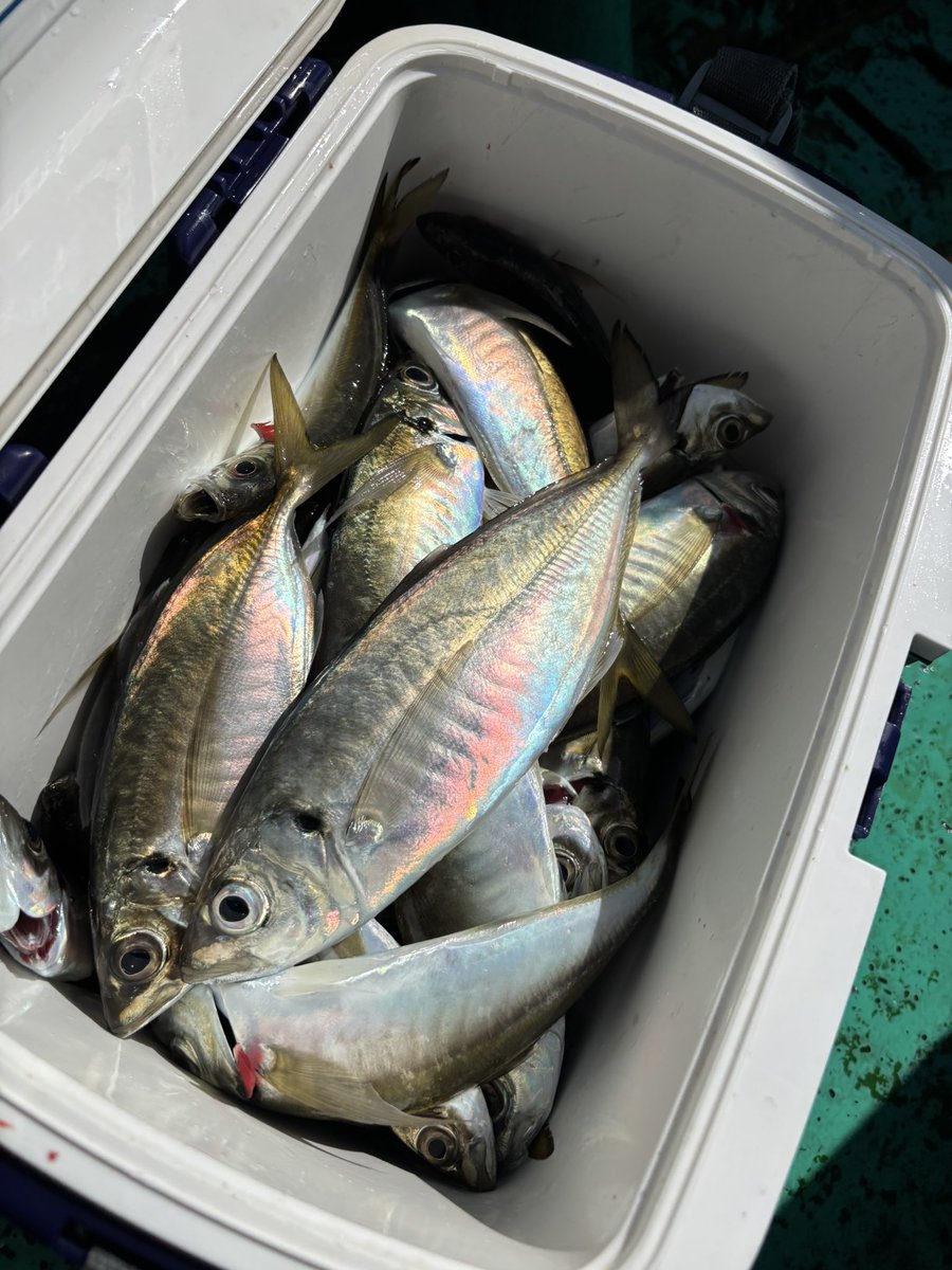 chumodake's tweet photo. 久しぶりの食料調達🎣
ぽかぽか気持ちよくて最高でした https://t.co/2NcA5MHyNA