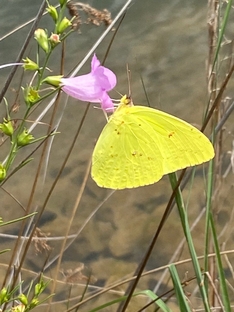 @Mr.dude2017 (@mrdude201769) on Twitter photo 