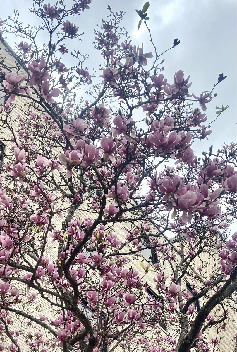 Sadiya Parveen-Nesson tweet media