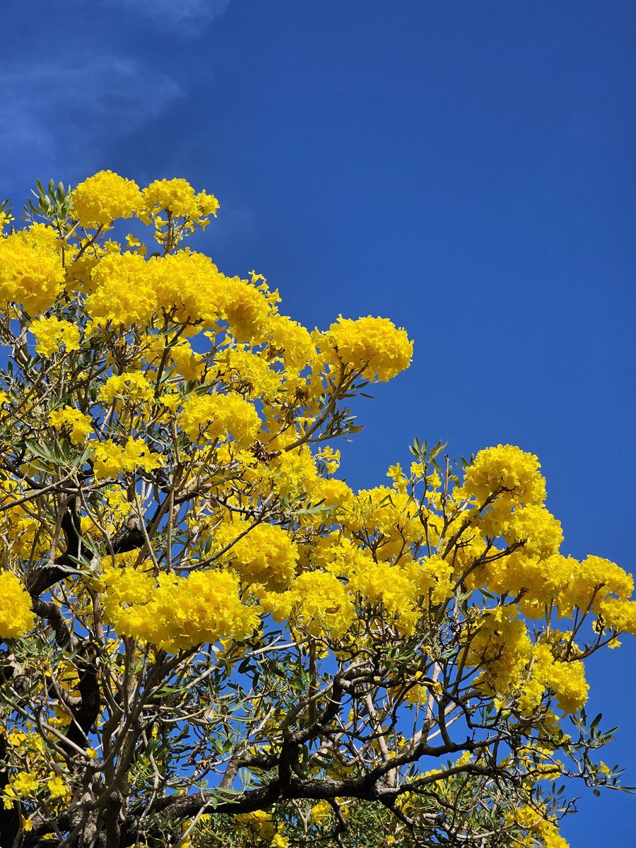 อัพเดท 28 กพ.69 มีชมพูพันธุ์ทิพย์ บานเพิ่มครับ แถม เหลืองปรีดียาธร บานด้วยครับ สวย
ณ สถานีจตุจักร ถ่ายด้วย samsung s23 ครับ