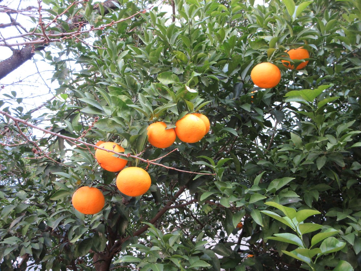 ad11n's tweet photo. あっという間に２月も終わりです。写真は近くの神社のミカンで、きれいな色合いです。皆様本日もご安全に！ https://t.co/Dle4kUTT6M