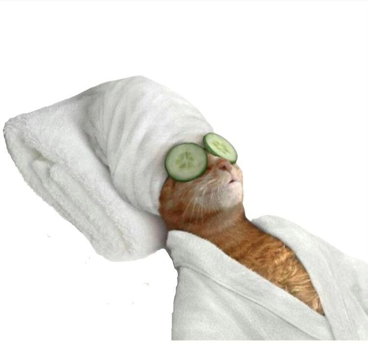 مطرب فرزانه tweet media