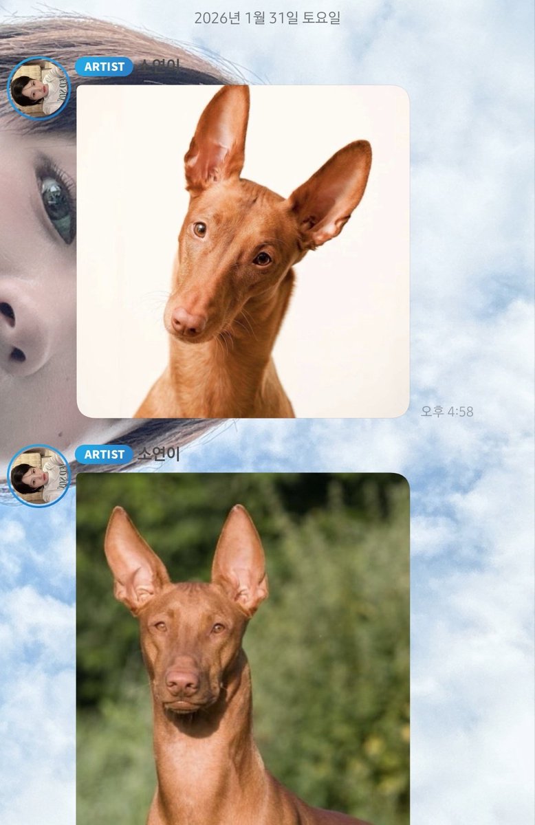 260130-31 🐹 버.블

🐹: 그레이하운드 그거 말하고싶던건데
(이후 슈하운드가 된 🐺)