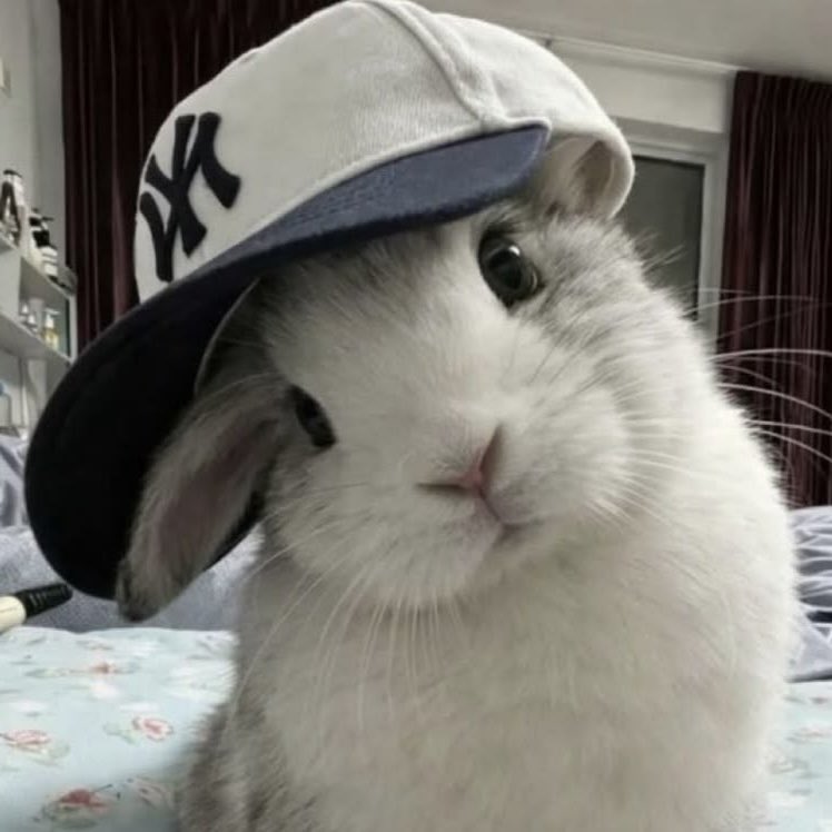 vrockbambi's tweet photo. 🧢
🐰

             Ი︵𐑼 https://t.co/X5isEFBIdv