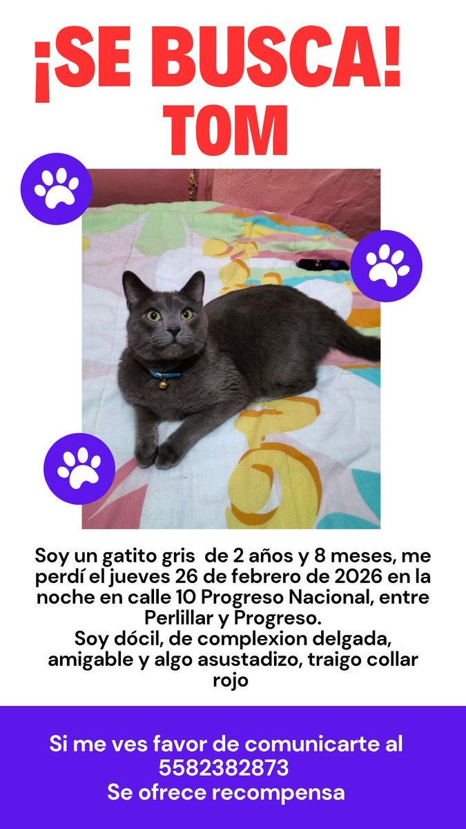U_PLATEROS's tweet photo. BUSCAN A TOM, extraviado en la colonia Progreso Nacional, alcaldía Gustavo A Madero @MascotasSismo Gracias por RT. 🙏 https://t.co/wVAGeJIBN1