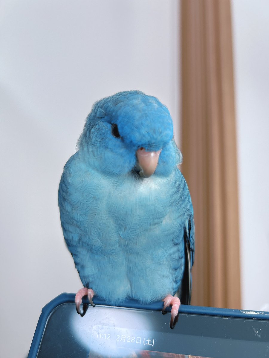 夢日和 tweet media