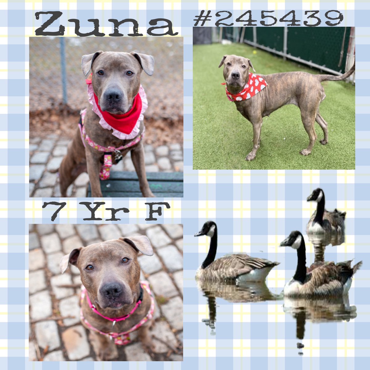 Quinnqueens's tweet image. #FridayFirstClass
🌸 Zuna #245439 🌸
#ManhattanACC 7 yr F
Volunteers love her, says she’s easy 2 love, eager 4 affection, does perfect zoomies &amp;amp; greets other 🐕 at fence w/play bows. Loves sniffy walks &amp;amp; watching geese in the water. Only adult 🏡 #AdoptMe
nycacc.app/browse/245439