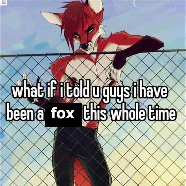 Fox 🦊🔜 TFF, FWA tweet media