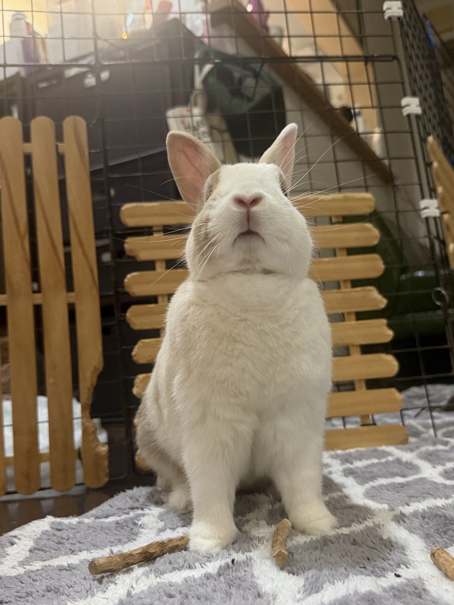 みるとルナ tweet media