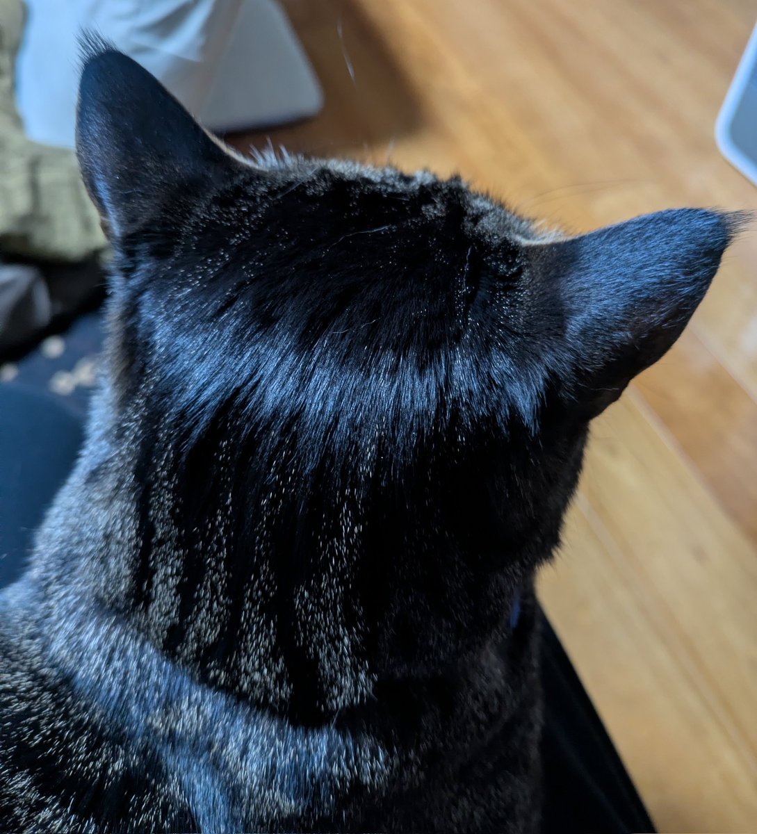 mugitetsu2020's tweet photo. うちのこの後頭部可愛いから見て！
#猫好きさんと繋がりたい 
#猫
#保護猫 https://t.co/n93kB1NSol