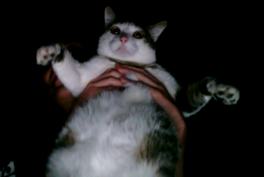 elmatigeims tweet media