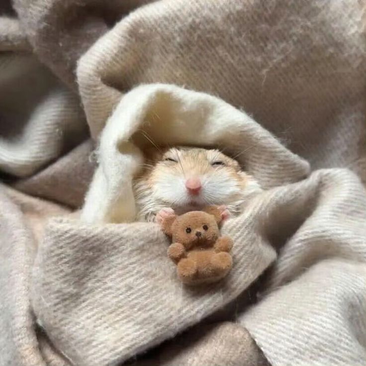 Tweets Of Hamster (@tweetsofhamster) on Twitter photo 