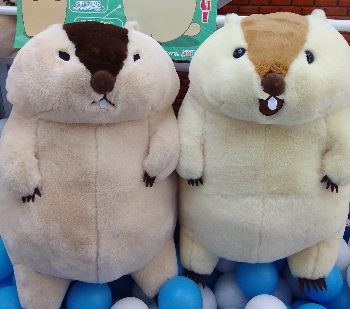 🦫新景品入荷情報🦫 マーモットのもっとっと超超ウルトラBIG